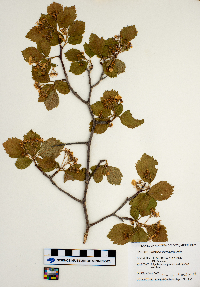 Crataegus chrysocarpa image