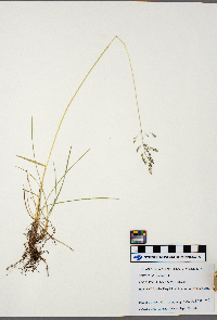 Poa palustris image