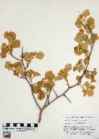 Crataegus chrysocarpa image