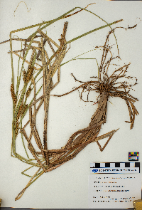 Carex vesicaria image