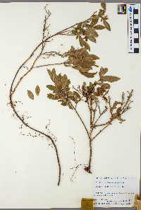 Vaccinium angustifolium image