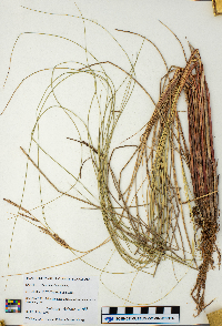 Carex haydenii image