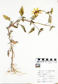 Helianthus petiolaris image
