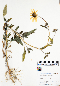 Helianthus petiolaris image
