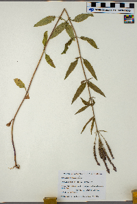 Verbena hastata image