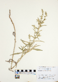 Artemisia ludoviciana image