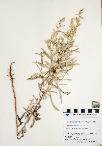 Artemisia ludoviciana image