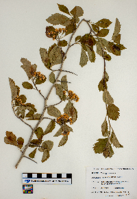 Crataegus punctata image