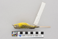Vermivora ruficapilla image