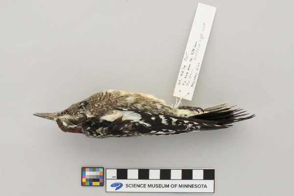 Sphyrapicus varius image