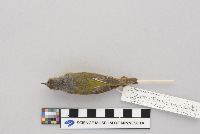 Vermivora ruficapilla image
