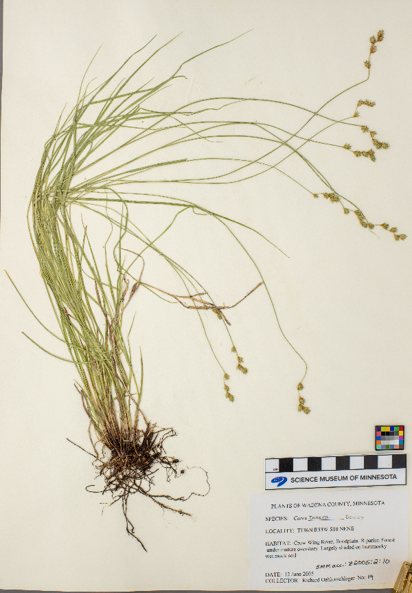 Carex tenera image