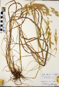 Bromus ciliatus image