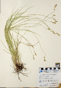 Carex tenera image