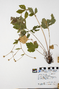 Geum canadense image