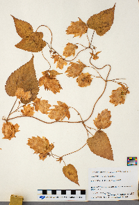 Humulus lupulus image