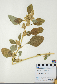 Amaranthus retroflexus image