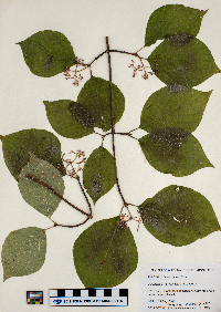 Cornus rugosa image