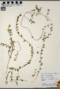 Vaccinium macrocarpon image