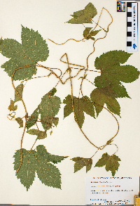 Humulus lupulus image