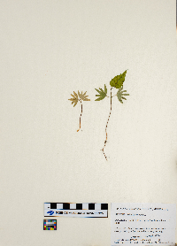 Tilia americana image