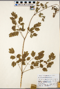 Thalictrum dasycarpum image