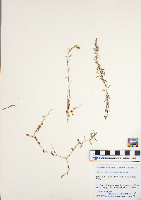 Utricularia intermedia image