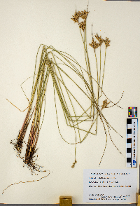 Juncus vaseyi image