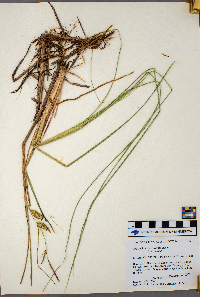 Carex rostrata image