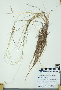 Carex echinata image