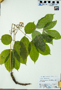 Aralia nudicaulis image