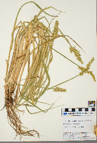 Carex stipata image