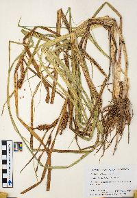 Carex lacustris image