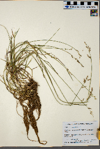 Poa compressa image