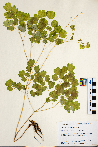 Thalictrum dioicum image