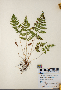 Dryopteris carthusiana image