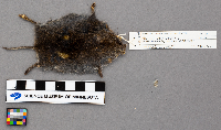 Microtus pennsylvanicus image