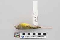 Vermivora ruficapilla image