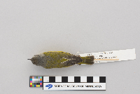 Vermivora ruficapilla image