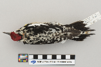 Sphyrapicus varius image