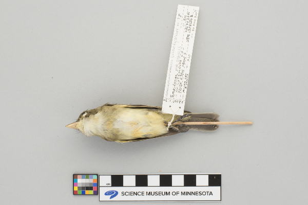 Empidonax traillii image