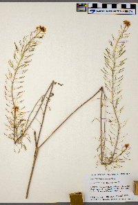 Sisymbrium loeselii image