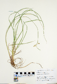 Carex magellanica image