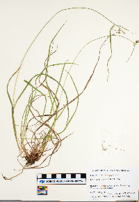 Carex magellanica image