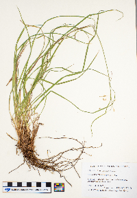 Carex magellanica image