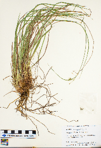 Carex magellanica image