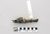 Dendroica coronata image