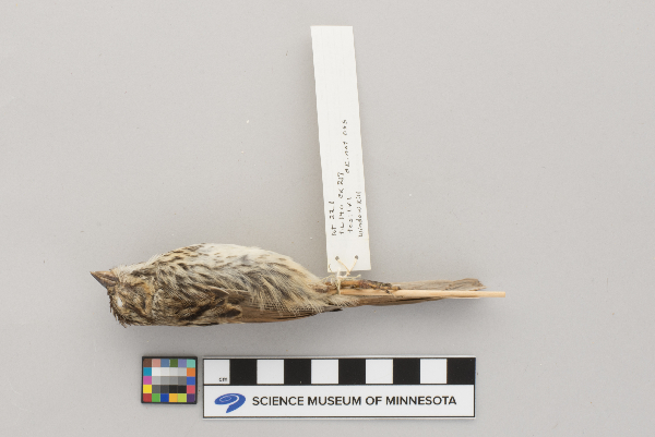 Melospiza melodia image