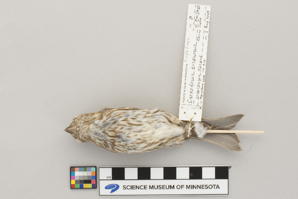 Carduelinae image