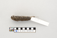 Microtus pennsylvanicus drummondii image